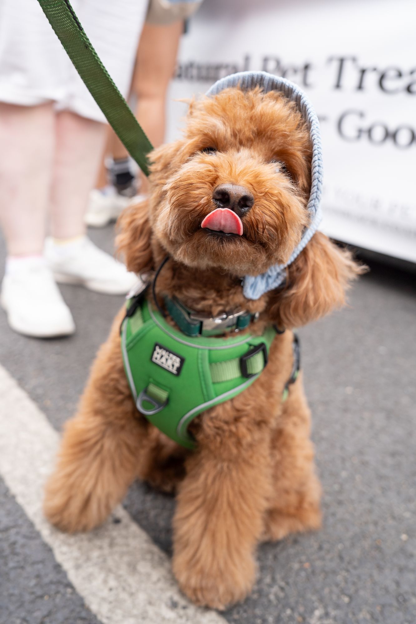 A four-legged visitor at the Craft & Flea market during Round the Dock, Canada Water.