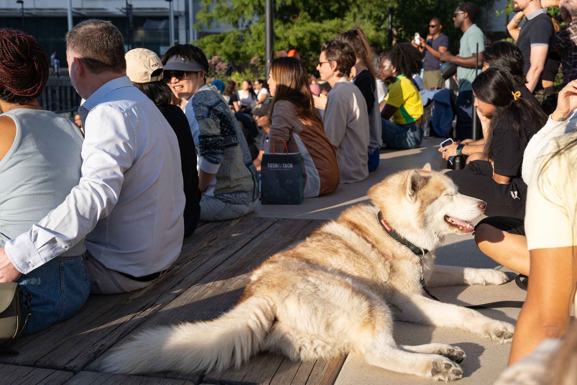 A dog stretched out among the salsa evening crowd on the Canada Water dockside.